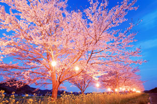 辰ノ口親水公園の桜写真１