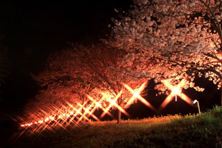 辰ノ口親水公園の桜写真２