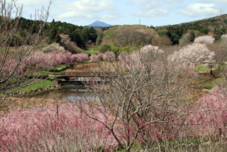 常陸風土記の丘の桜写真２