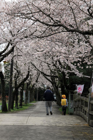 城跡歴史公園の桜写真１