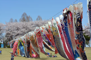 壬生町総合公園の桜写真２