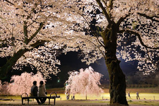 長峰公園の桜写真２