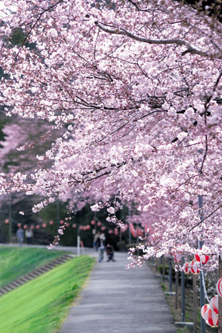 東雲公園の桜写真２
