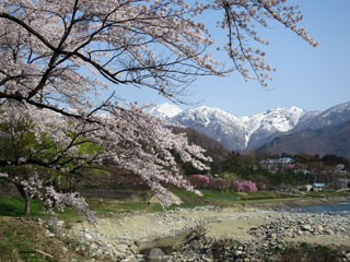 水上温泉(諏訪峡付近)の桜写真１