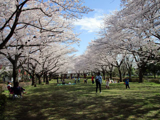 城山公園（桶川市）の桜写真１