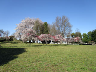 城山公園（桶川市）の桜写真２