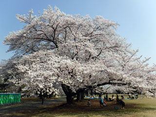 県営狭山稲荷山公園の桜写真１