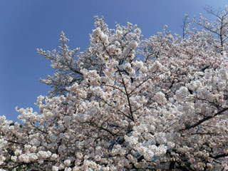 県営狭山稲荷山公園の桜写真２