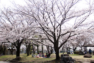 杉戸西近隣公園の桜写真１