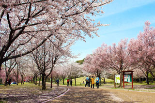 高尾さくら公園の桜写真１
