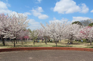 高尾さくら公園の桜写真２
