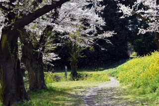 城ヶ谷堤の桜写真２
