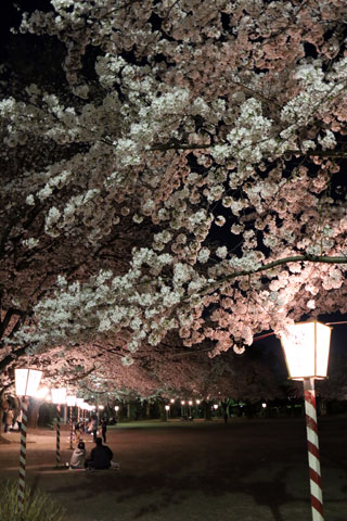 鴻巣公園の桜写真２
