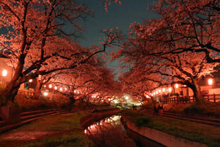元荒川の桜並木（鴻巣市）写真２