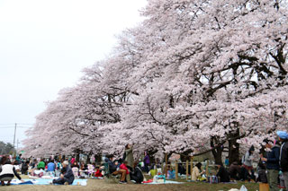 伊奈町無線山桜並木写真２