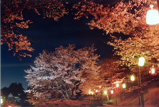 さくらの山公園（越生町）の桜写真１
