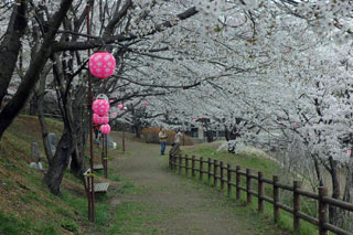 さくらの山公園（越生町）の桜写真２