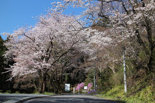 慈光山歴史公苑の桜写真２
