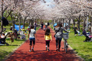 みさと公園の桜写真２