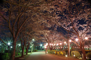 鶴ヶ島市運動公園の桜写真１