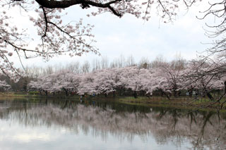 鶴ヶ島市運動公園の桜写真２