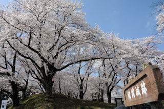 城山公園（雉岡城跡）の桜写真１