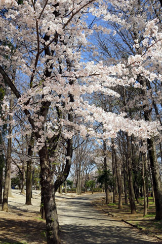 与野公園の桜写真１