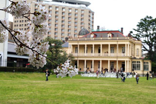 旧岩崎邸庭園の桜写真１