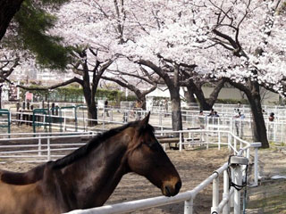 JRA馬事公苑の桜写真１