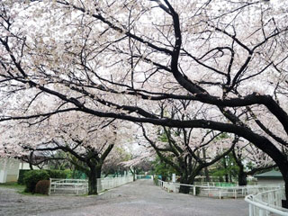 JRA馬事公苑の桜写真２