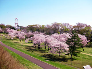 都立狭山公園の桜写真１