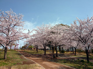 都立狭山公園の桜写真２