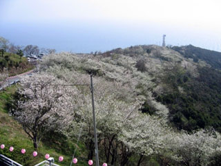 日の岬パークの桜写真１