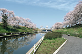 桜遊歩道公園の桜写真１