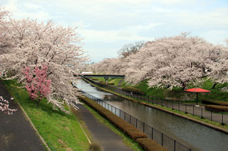 桜遊歩道公園の桜写真２