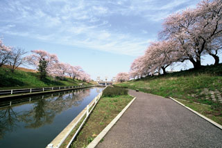 桜遊歩道公園の写真３