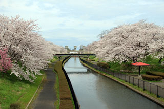 桜遊歩道公園の写真４