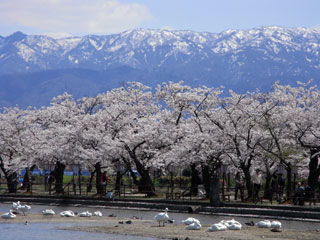 瓢湖水きん公園の桜写真１