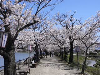 瓢湖水きん公園の桜写真２