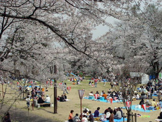 経塚山公園の桜写真１