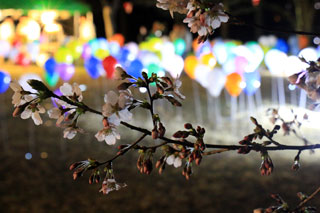 経塚山公園の桜写真２