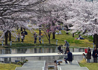 白山公園の桜写真２