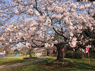 赤坂山公園の桜写真１