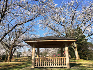 赤坂山公園の桜写真２