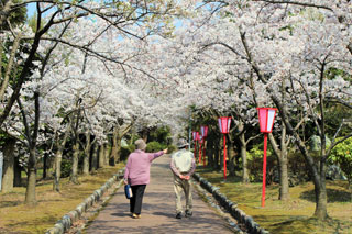 美山公園の桜写真２