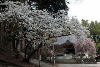 安居寺公園の桜写真１