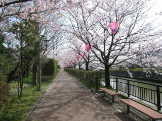 下条川千本桜の写真３