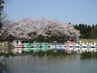 県民公園太閤山ランドの桜写真１