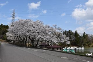 県民公園太閤山ランドの桜写真２