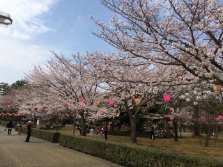 芦城公園の桜写真１